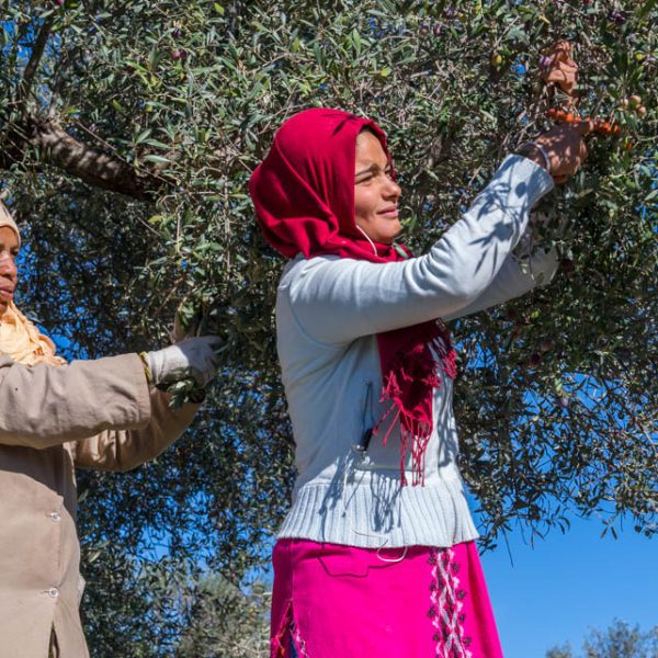 Africa, Tunisia, Zaghouan, Oued El Kenz. Fermes Ali Sfar olive oil mill. Kadouja Sghir took over the innovative oil mill with her son Mohamed after the death of her husband. Women harvesting the olives by hand. Tesoro Del Rio olive oil.