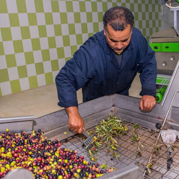 Africa, Tunisia, El Fahs, Domain Kanzari olive oil factory. A boutique olive oil brand. Has modern facilities and can do big capacity production. Marwa Kanzari, manager. Conveyer belt for olives.